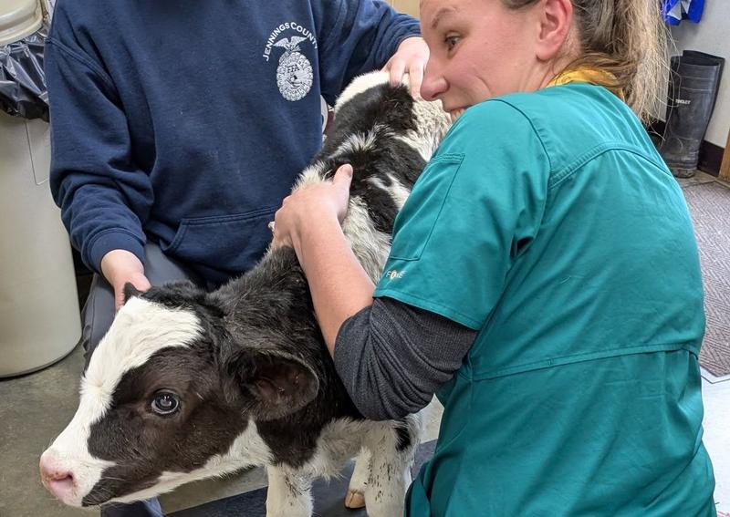 Carousel Slide 6: Large animal veterinary care