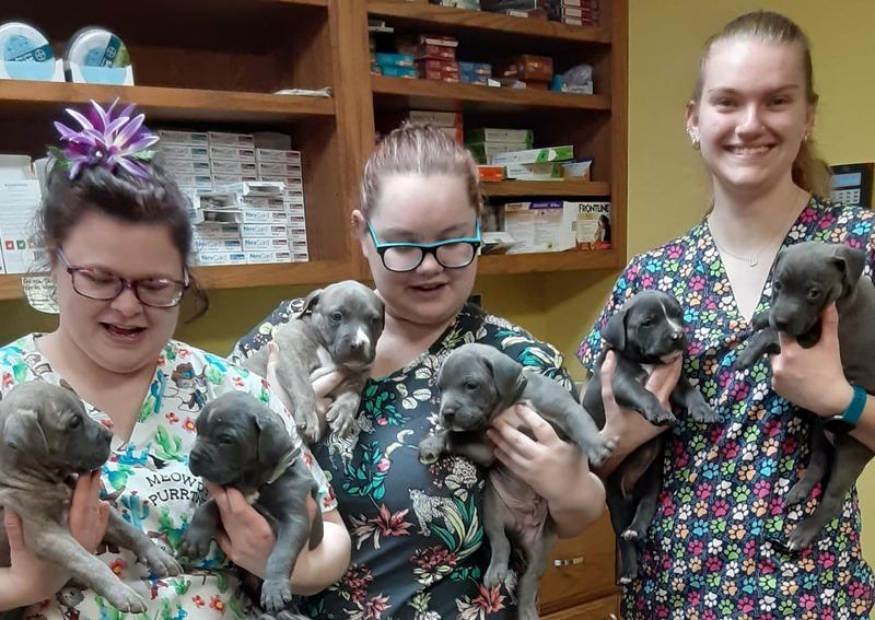 Carousel Slide 5: Puppy veterinarians