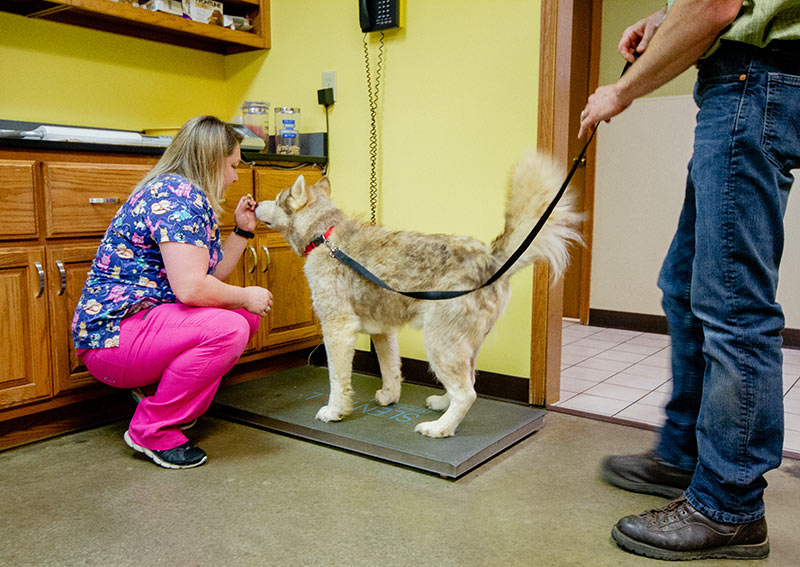 Carousel Slide 2: Dog Veterinary Care, North Vernon