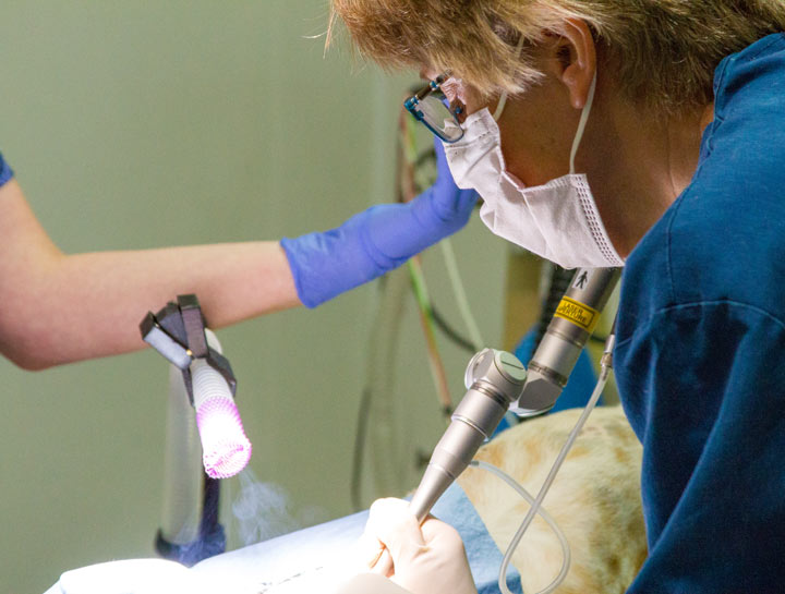 Laser Surgery for Pets